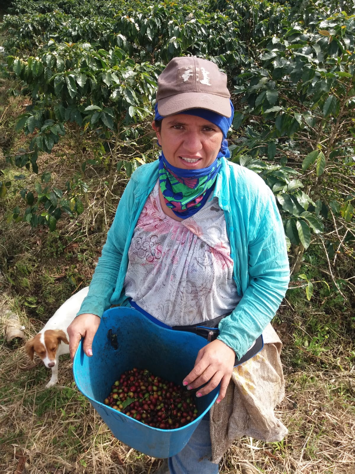 Local coffee farmer harvesting coffee in Jardín Colombia