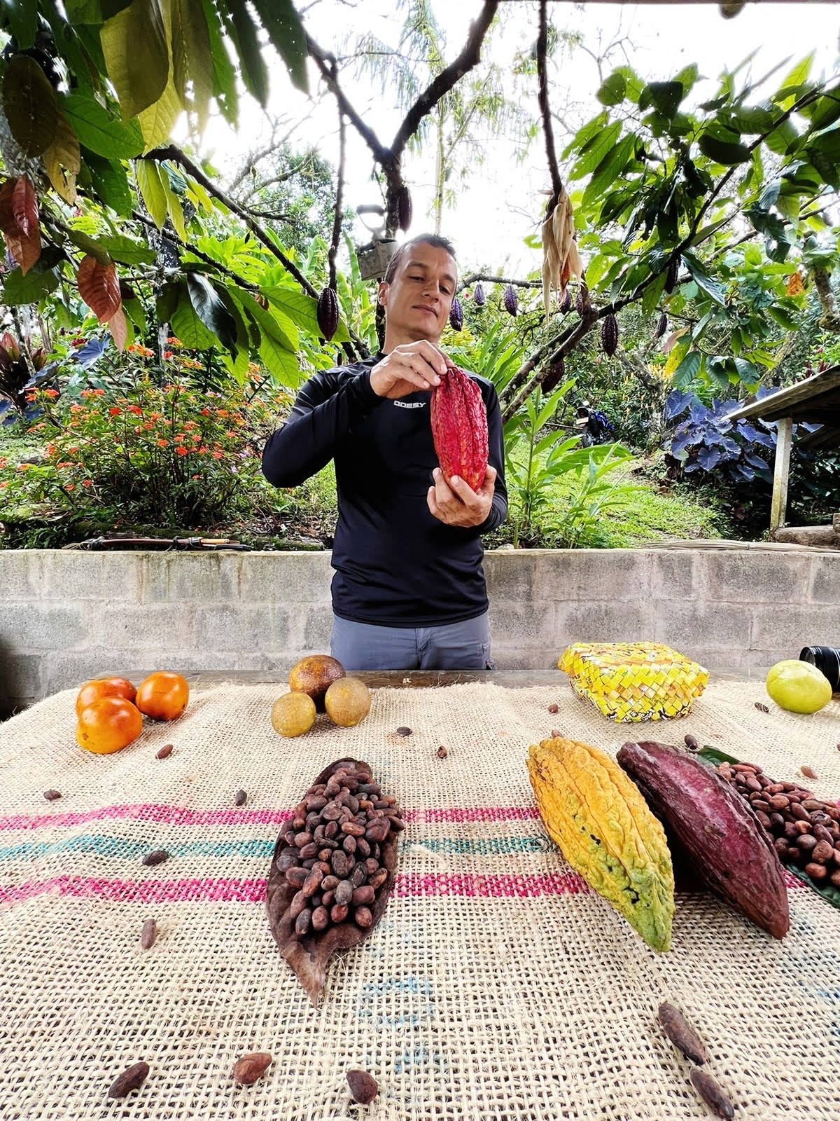 Colombian cacao beans and traditional chocolate production